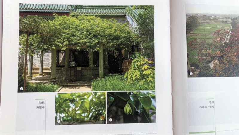 《千年树说》书内图片 鹰爪兰-FZ102813674382.jpg