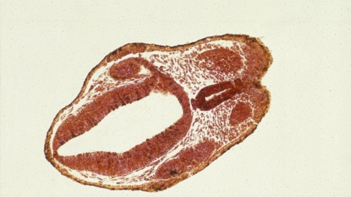 青蛙胚胎。 法新社