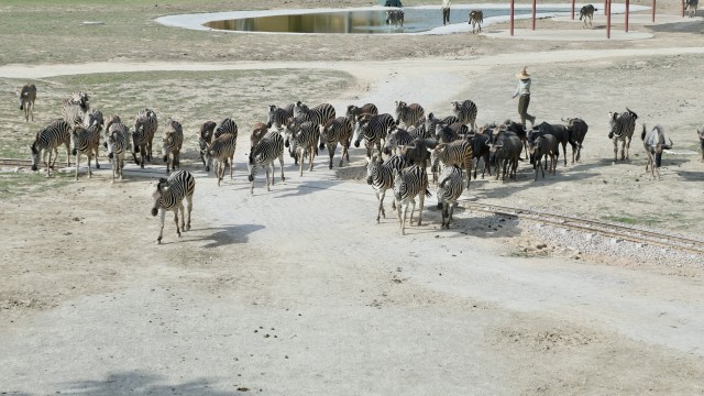 动物大迁徙 动物大迁徙
