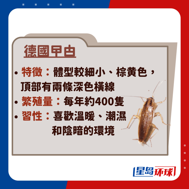 德国蟑螂 德国蟑螂