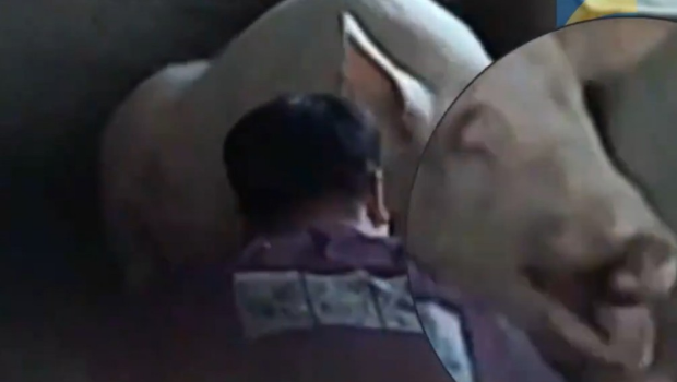 河北运转站人员替活猪灌水及打“封闭针”。