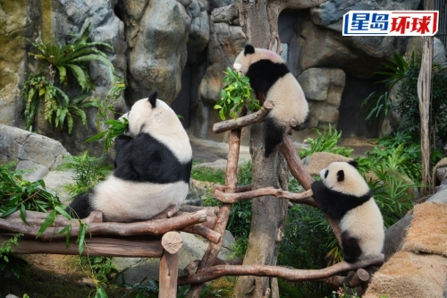 家姐、细佬和妈妈盈盈同框合照。 吴艳玲摄