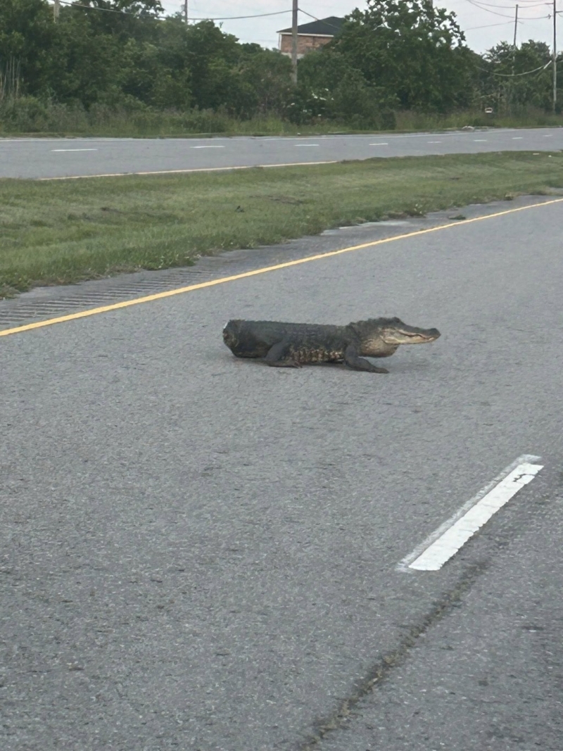 美国一条没有尾巴的䲔鱼在马路上横过。