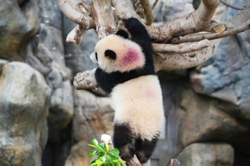 细佬背上有园方特制的紫色记号。