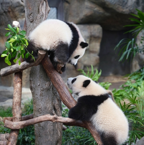 新活动空间会有更多变的地形。