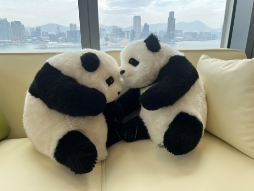 罗淑佩家中一对小熊猫窃窃私语。 罗淑佩fb