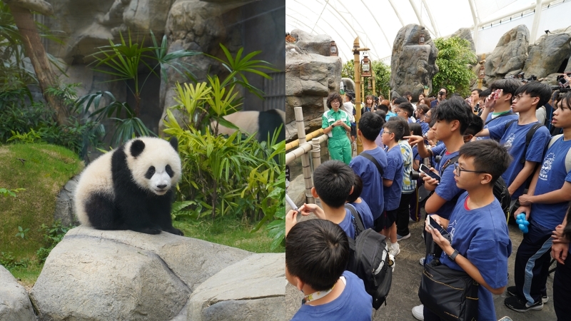 香港巨型巨人熊猫“ gaga”和“ dede”新家欢迎来