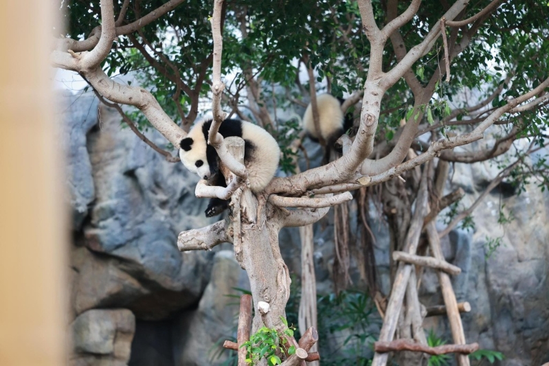 邓炳强第一次探“加加”“得得”3