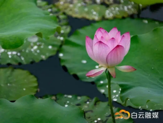 荷叶叠翠 荷叶叠翠