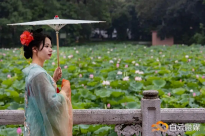 赏荷季 赏荷季