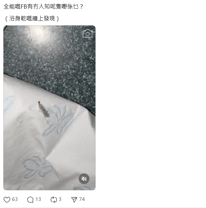 近日有居民在浴室墙面发现一种以白色薄膜包裹的奇特昆虫,只露出头部缓慢移动。 近日有居民在浴室墙面发现一种以白色薄膜包裹的奇特昆虫,只露出头部缓慢移动。