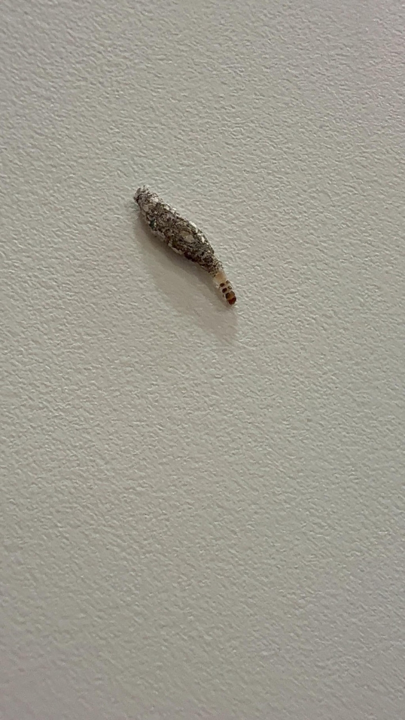 衣蛾幼虫,通常藏在丝质袋状物或网状物内,有时会从丝袋中爬出。 衣蛾幼虫,通常藏在丝质袋状物或网状物内,有时会从丝袋中爬出。