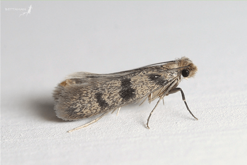 成虫为浅黄色的飞虫,翼展约9至16毫米。 成虫为浅黄色的飞虫,翼展约9至16毫米。