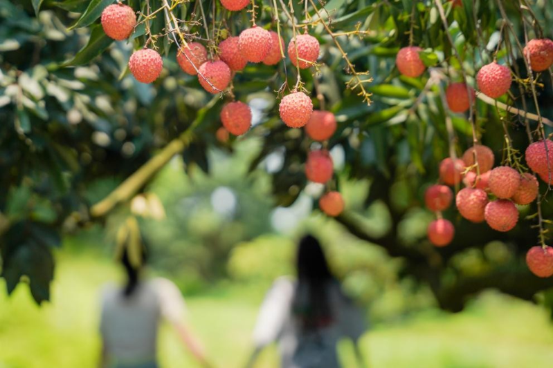 火“荔”全开！2025年广州增城荔枝文化旅游季启幕
