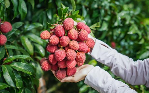 火“荔”全开！2025年广州增城荔枝文化旅游季启幕。