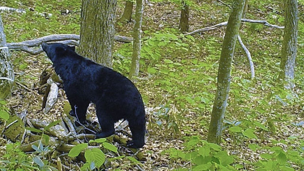 长野有居民采竹笋遭熊袭击后身亡。