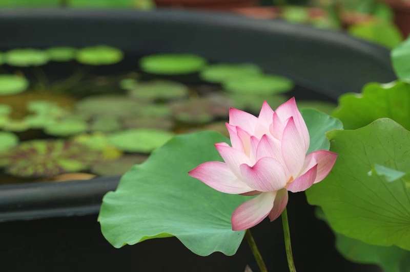 vlcsnap-2025-06-25-18h06m37s323C