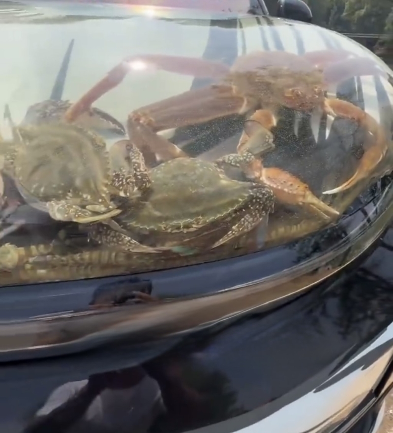 沈阳男“引擎盖养鱼”爆红。