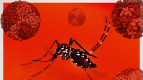 基孔肯尼亚热1 基孔肯尼亚热1