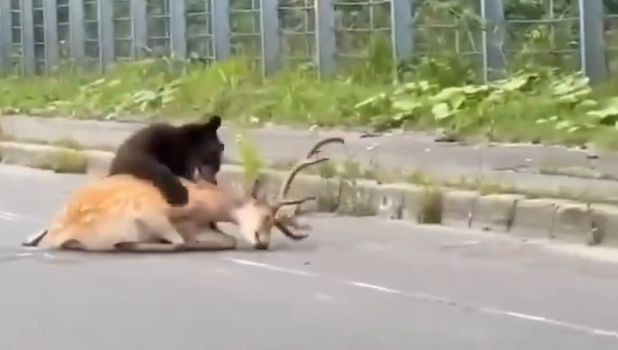 北海道在国道上当街猎杀活鹿