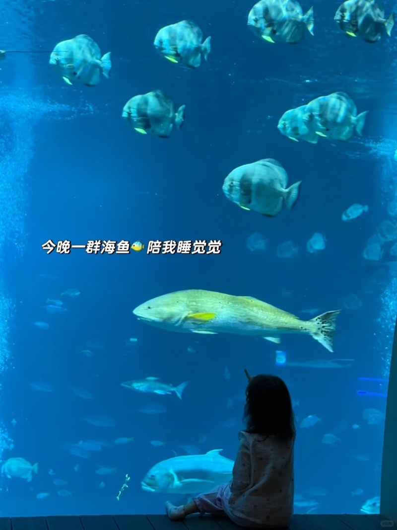 林峯为满足囡囡，入住水族馆下的“海底房间”酒店。