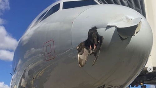 西班牙客机高空遭鸟击 西班牙客机高空遭鸟击