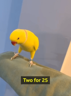 英国警方凭鹦鹉说话片段瓦解贩毒集团