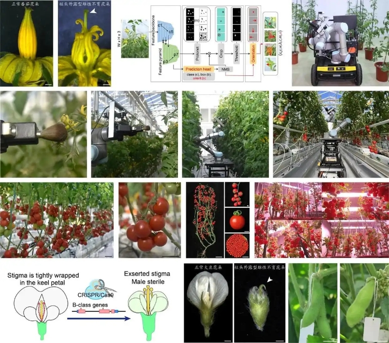 番茄和大豆柱头外露型雄性不育系创制与智能机器人育种