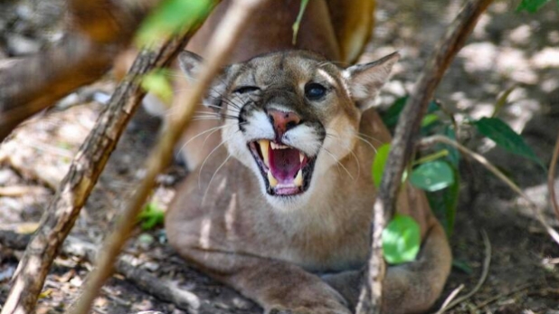 加州11岁女孩遭美洲狮袭击,家人用电枪成功吓退