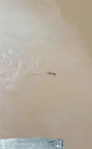 网民发布在云南虎跳峡风景区拍摄到头上长角水中游的不明生物。 网民发布在云南虎跳峡风景区拍摄到头上长角水中游的不明生物。