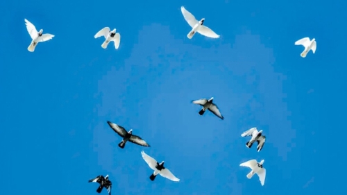 新疆官员索贿95只“翻翻鸽”