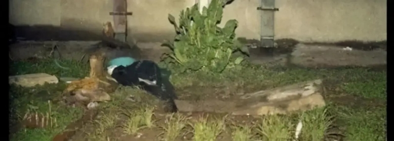 林伶被性侵暴打后，未断气便被丢入沙井中，最窒息死亡。