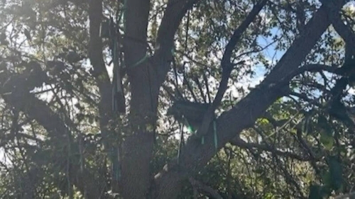 佛州棕榈滩国际机场附近发现一个可疑狩猎架，视线可直对特朗普进出“空军一号”的位置