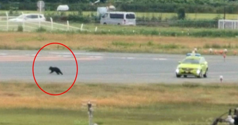 曾有野熊闯入山形机场跑道。