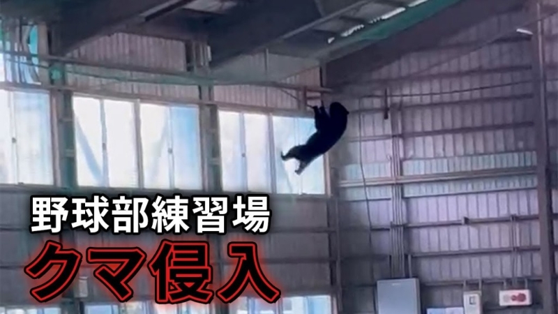 山形市一所私立高中的棒球社室内练习室有野熊闯入玩吊挂。
