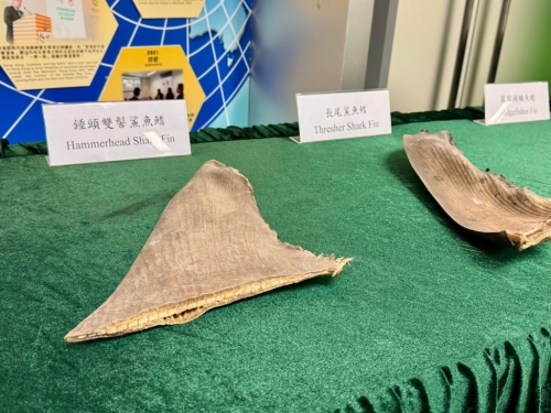 今年首3季，海关打击濒危物种走私活动中主要检获的物种包括鲨鱼翅。