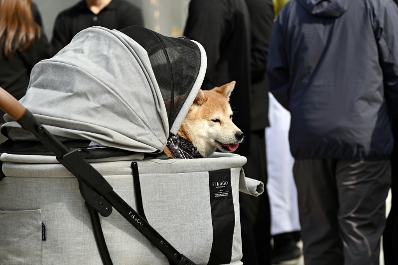 伟豪生前的爱犬送别主人。