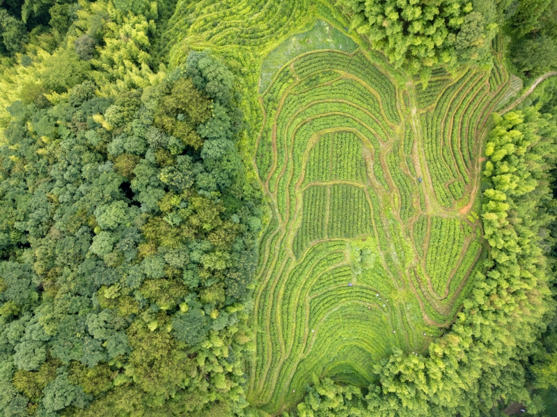 翠绿的茶垄随着高低起伏的山势绵延开来