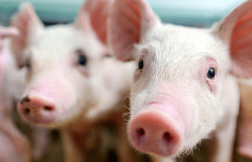 中国最大养猪企业牧原股份传下月来港上市