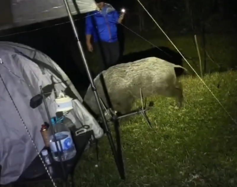 有网友早前发文，称日前露营时有野猪夜袭马鞍山昂坪营地，不但狂扯帐篷，还狂咬一番。szewai_li@Threads