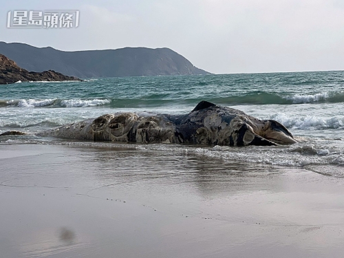 西贡大浪咸田湾一具鲸鱼尸体被冲上沙滩。