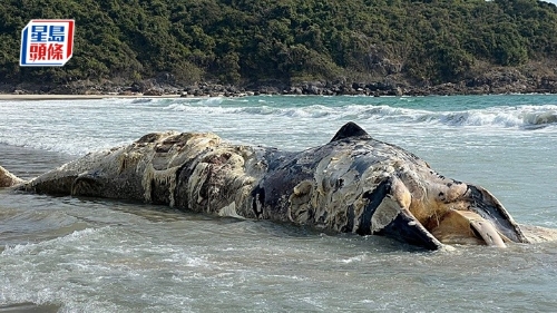 西贡大浪咸田湾一具鲸鱼尸体被大浪冲上沙滩。