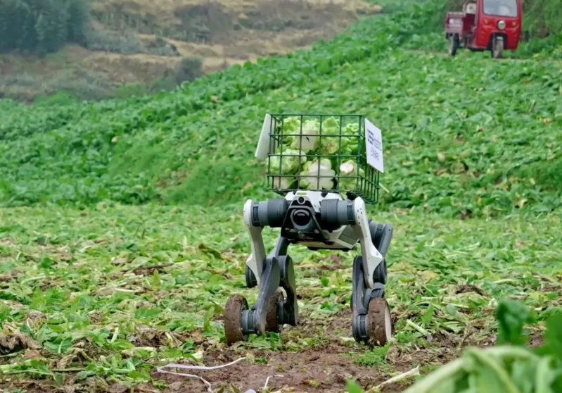山猫M20轮足机器人在涪陵榨菜田运输青菜头