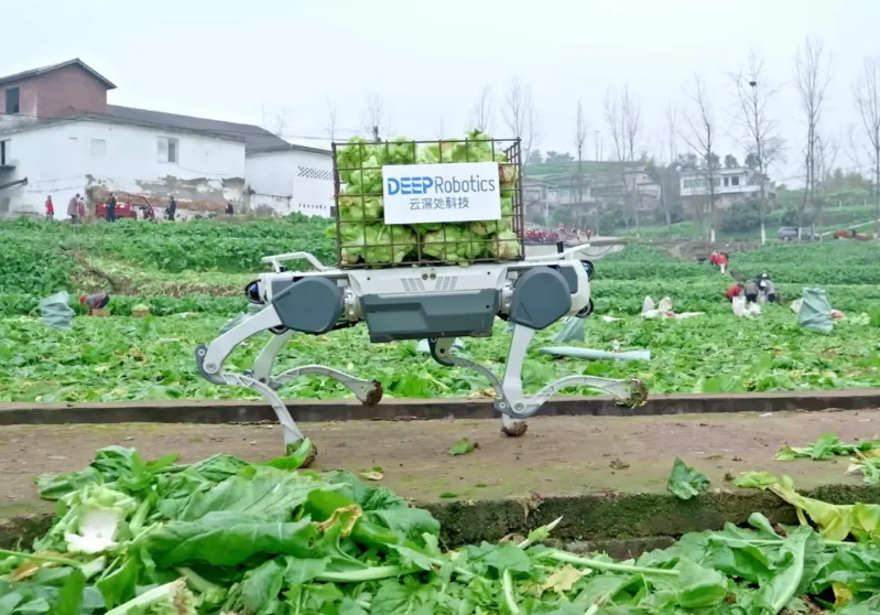 绝影X30四足机器人在涪陵榨菜田运输青菜头