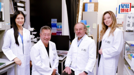 港大医学院伙加拿大医院研发出干细胞“隐形斗篷”，有望摆脱终身服药