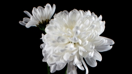 宋平同志遗体在京火化，习近平等到八宝山革命公墓送别