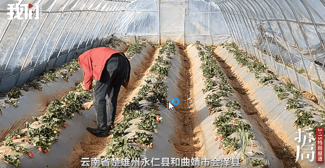 有工作人员表示,士多啤梨种植至今,重金属和农药残留始终是两大无法克服的顽疾,即使明知鲜果超标,收购企业也束手无策 有工作人员表示,士多啤梨种植至今,重金属和农药残留始终是两大无法克服的顽疾,即使明知鲜果超标,收购企业也束手无策