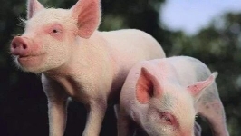 猪价7年新低，离历史最低只差3毛