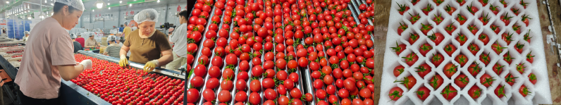 京东生鲜电白千禧12°小番茄来了！2