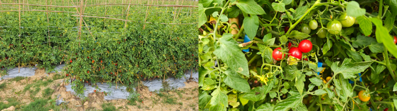 京东生鲜电白千禧12°小番茄来了！1